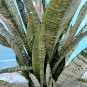 Snake Plant