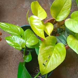 3 Variteys Of Money Plant Without Pot