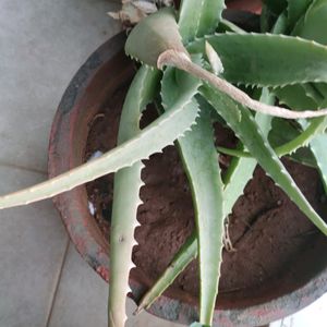 aloevera plant home grown organic