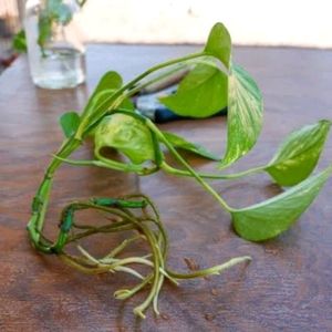 Money Plant / Live Pothos