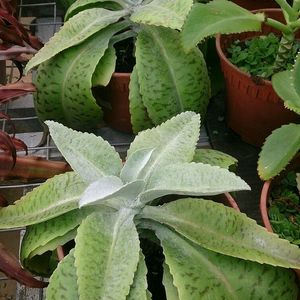 Donkey Ear Succulent Plant