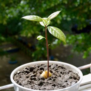 Avocado Plant 🥑