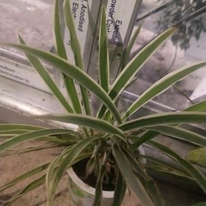 Combo Of 2 Spider Plant + Coin Brahmi With Root