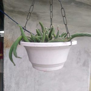 Hanging Cactus Plant