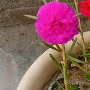 Dark Pink Portula Plant 🌺