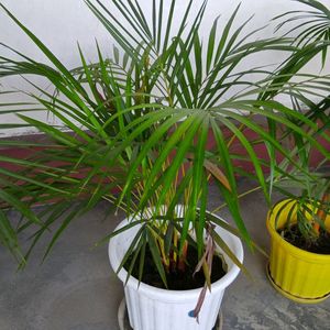 Areca Palm Bunch