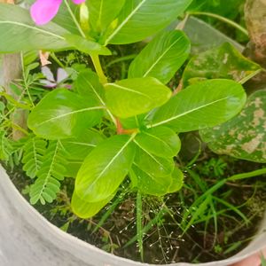 Sadabahar Plant ,/Catharanthus roseus