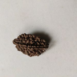 New Two Mugi Rudraksha Rare Collection