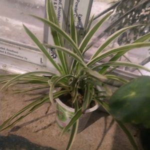 Combo Of 2 Spider Plant + Coin Brahmi With Root