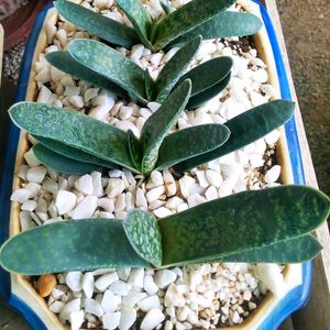 Combo Its Sucuulent Gasteria Plant +ball Cactus