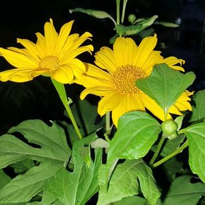 Mexican Sunflower Plant Cutting