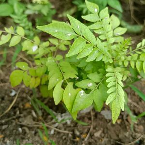 2 Curry Leaf Plants