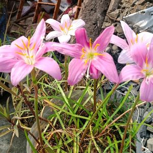 Rain Lily (ancestors Lilly)