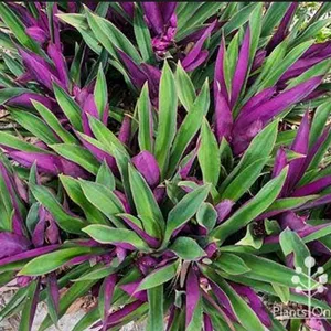 Moses In The Cradle Plant