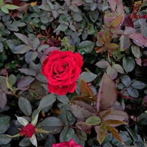 Rose Plant1 Offer Price