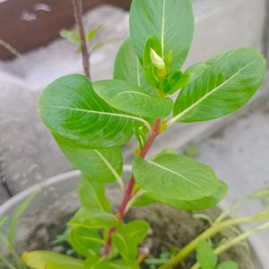 Sadabahar Plant ,/Catharanthus roseus