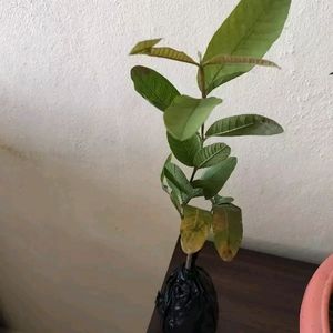 Hybrid Pink Guava Plant