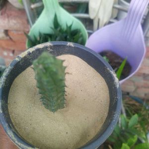 Flowing Cactus With Pot