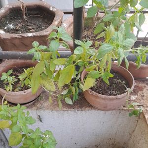 Live Holy basil/ Sabja / Chia Seed Plant