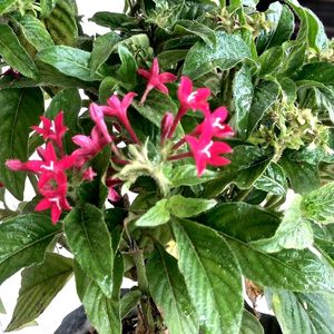 Egyptian Pentas