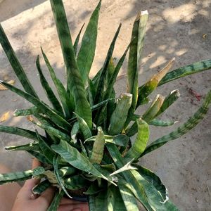 Whole Pot 2 Year Mature Snake Plant Variety