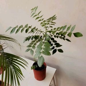 Curry Leaves Plant 🌵& Pot