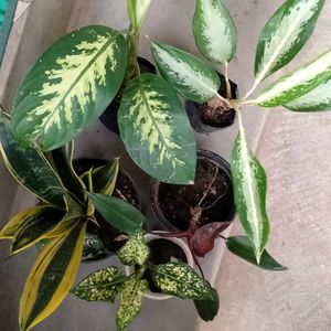 Indoor And Outdoor Plants