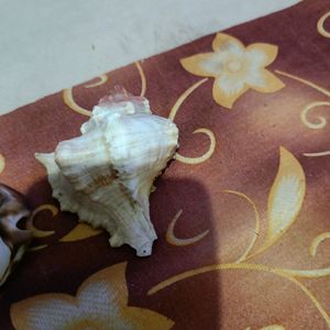 Shell For Decoration