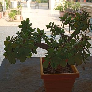 BONSAI KUBERAKSHI PLANTS