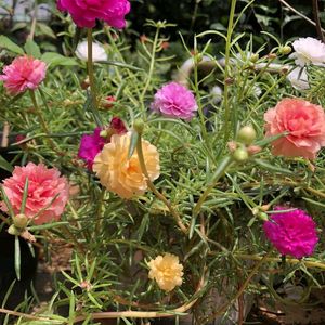 Portulaca Flowers (10 Plants Cuttings)