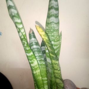 Real Snake Plant