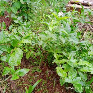 Star Jasmin Plant