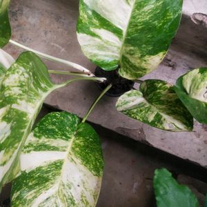 Live Big Size Leaf Magic Money Plant With Pot