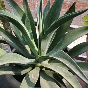 Small Agave Attenuata Plant