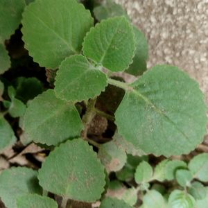 HEALTHY AJWAIN LEAF PLANT