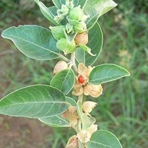 Ashwagandha Plant