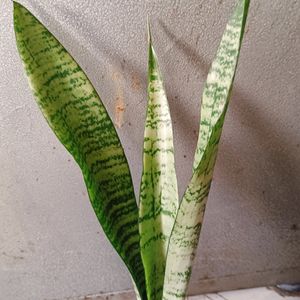 Sansevieria (Snake Plant)