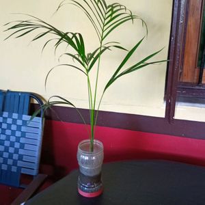 Areca Palm with Plastic Pot