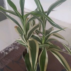 Variegated Bamboo Live Plant