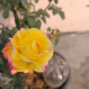 Grafted Rose Live Plant