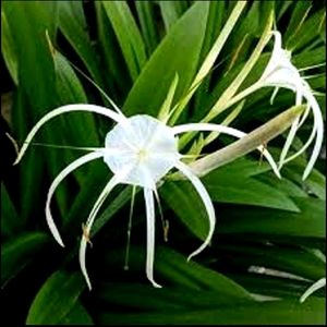 White Lily Live Healthy Plant