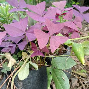 Butterflyplant And Black Tuemeruc