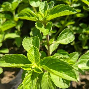 Tulsi Plant, Rama Holy Basil