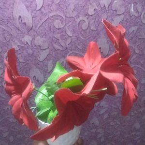 New Rose Red Flower Pot On Cheapest Price ❣️