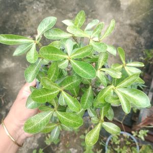 Adenium Arabicum Live Plant (Ggk+Baz)