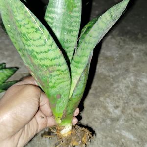 Dwarf Snake Plant Bare Rooted