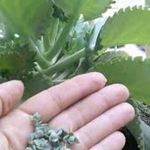 Bryophyllum Plant Shapling 1pices Per Order