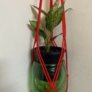 Plant Wall Hanging