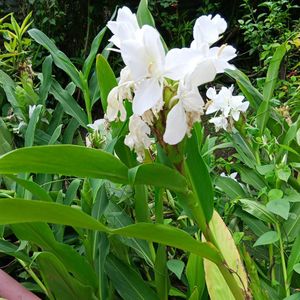 Dolon Chapa Flower Plant