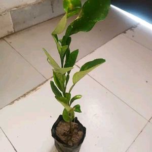 Hybrid Air Grafted All Time Lemon Plant